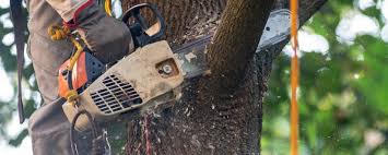 How Our Tree Care Process Works  in  Brackettville, TX