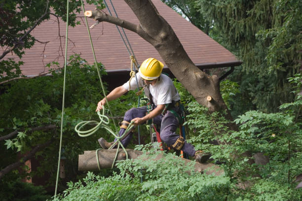 Best Hazardous Tree Removal  in Brackettville, TX