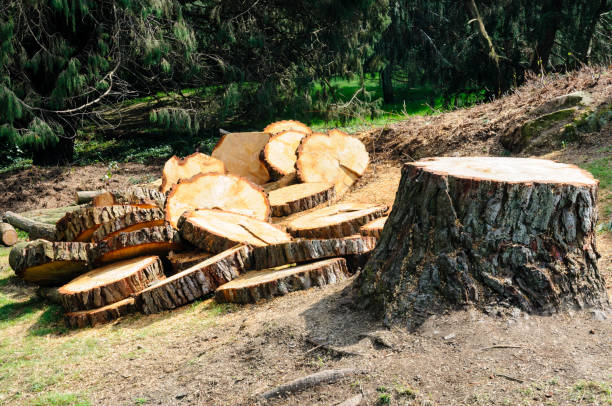 Brackettville, TX Tree Removal Services Company